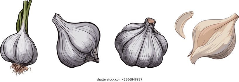 Hand drawn colorful garlic. Whole head of garlic and cloves of garlic. Vector illustration isolated on white background.