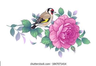 Hand drawn colorful goldfinch sitting on rose branch isolated on white background. Vector elegant floral composition with bird and pink flower in vintage style, t-shirt, tattoo design. 