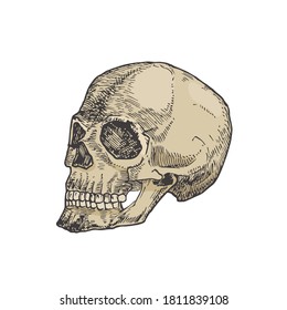 Hand Drawn Colorful Halloween Scary Sideview Scull Vector Illustration. Abstract Sketch. Holiday Doodle Style Drawing. Isolated.