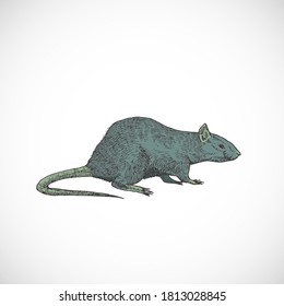 Hand Drawn Colorful Halloween Scary Crawling Rat Vector Illustration. Abstract Animal Sketch. Holiday Doodle Style Drawing. Isolated.