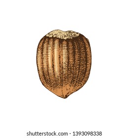 Hand drawn colorful hazelnut isolated on white background. Vector illustration