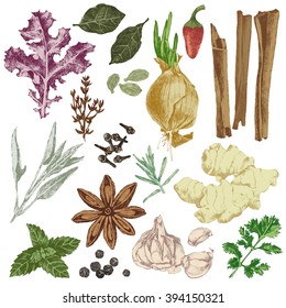 hand drawn colorful herbs and spices set