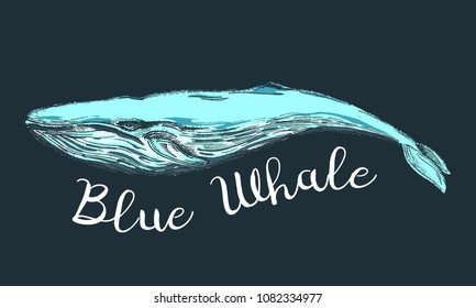 Hand drawn colorful illustration of blue whale.