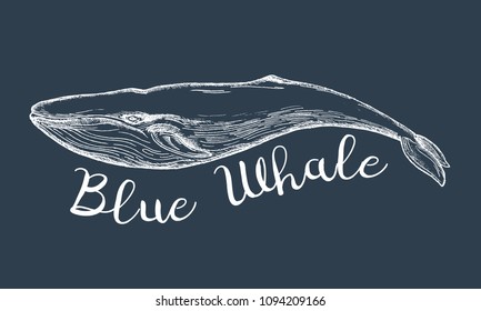 Hand drawn colorful illustration of blue whale.