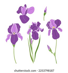 Hand drawn colorful iris flowers set