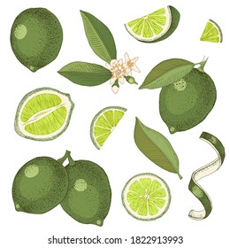 Hand drawn colorful limes. Blooming lime branch, half of lime, lime slices, skin and leaves. Vector set in retro style