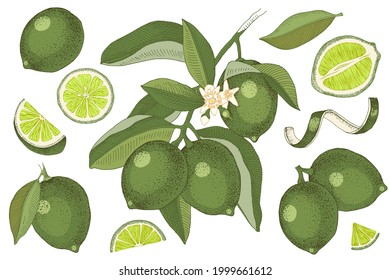 Hand drawn colorful limes. Blooming lime branch, half of lime, lime slices, skin and leaves. Vector set in retro style