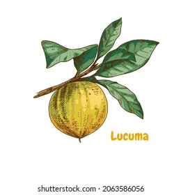 Hand drawn colorful lucuma fruits on a branch. Superfood. Vector illustration isolated on white background.