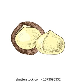 Hand drawn colorful macadamia nuts. Vector illustration