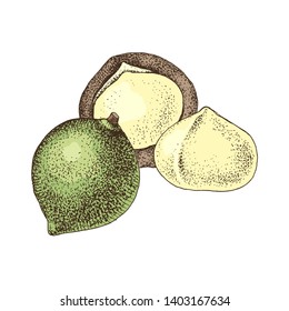 Hand drawn colorful macadamia nuts. Vector illustration