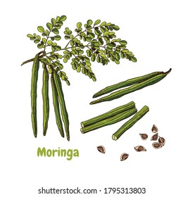 Hand drawn colorful moringa branch, leaves, flowers and seeds. Superfood. Vector illustration in retro style isolated on white background.