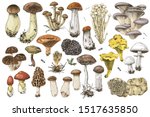 Hand drawn colorful mushrooms collection. 17 types of edible mushrooms. Vector illustration