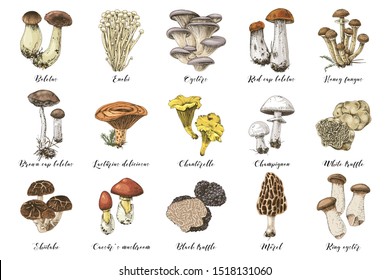 Hand drawn colorful mushrooms collection. 15 types of edible mushrooms. Vector illustration