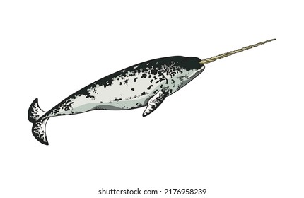 Hand drawn colorful narwhal sketch style, vector illustration isolated on white background. Dangerous marine mammal, underwater inhabitant, decorative design element