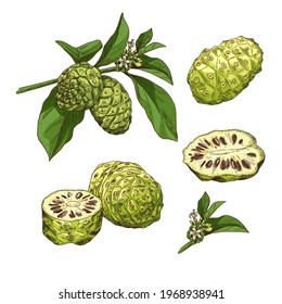 Hand drawn colorful noni. Set sketches with cut noni, branch and flower. Vector illustration isolated on white background.