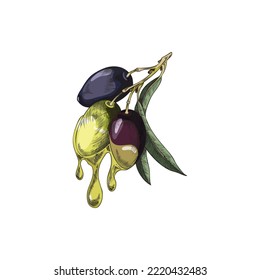 Hand drawn colorful olives hanging on branch sketch style, vector illustration isolated on white background. Dripping drops of oil, culinary product, decorative design element for web and print