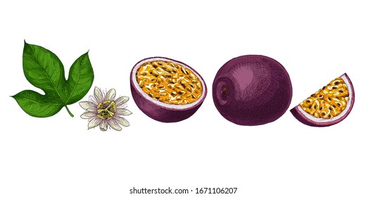 Hand drawn colorful passion fruit. Set sketches with whole passion fruit, cut passion fruit, leaf and flower. Vector illustration isolated on white background.