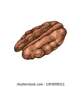 Hand drawn colorful pecan nut. Vector illustration in retro style