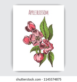 Hand drawn colorful postcard with apple blossom.