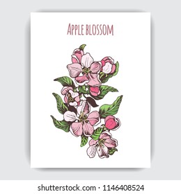 Hand drawn colorful postcard with apple blossom.