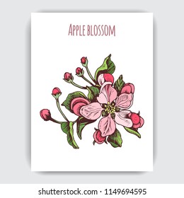 Hand drawn colorful postcard with apple blossom.