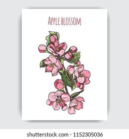 Hand drawn colorful postcard with apple blossom.