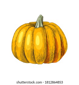 Hand drawn colorful pumpkin. Fresh vegetable. Sketched vector illustration