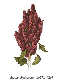 Hand Drawn Colorful Quinoa Plant. Superfood. Vector Illustration In Retro Style