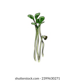 Hand drawn colorful rape micro-green sprouts sketch style, vector illustration isolated on white background. Decorative design element, natural organic plant, healthy food