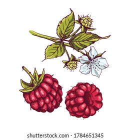 Hand drawn colorful raspberry berries and branch with leaves and flower. Vector illustration in retro style isolated on white background.