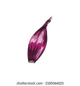 Hand drawn colorful red onion sketch style, vector illustration isolated on white background. Detailed vegetarian food, contoured design element, black outline