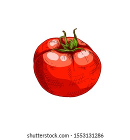 Hand drawn colorful red tomato. Vector illustration isolated on white background.