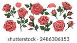 Hand drawn colorful roses. Rose flowers flower bud leaves isolated vector illustration