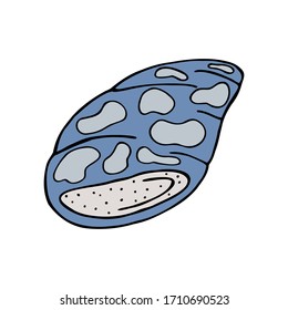 Hand drawn colorful sea shell isolated on a white background. Doodle, simple outline illustration. It can be used for decoration of textile, paper and other surfaces.