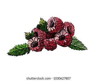 Hand drawn colorful sketch raspberry on white background. Vector illustration of berries
