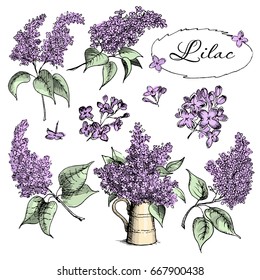 Hand drawn colorful sketch of spring lilac flowers in watercolor style. Perfect for greeting cards and invitations design