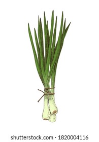 Hand drawn colorful spring onions bunch. Fresh vegetables. Sketched vector illustration
