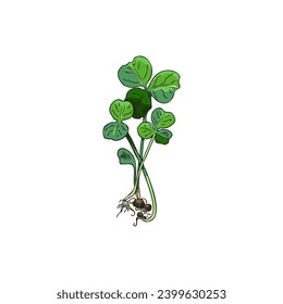 Hand drawn colorful sprouts of clover micro-green sketch style, vector illustration isolated on white background. Decorative design element, growing plant with roots, organic