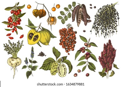 Hand drawn colorful superfood plants - acai, guarana, goji, camu camu, quinoa, carob, chia, noni, lucuma, maca and physalis. Vector sketch in retro style. Design template. Great for package design