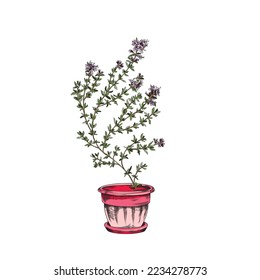 Hand drawn colorful thyme growing in bright pink pot sketch style, vector illustration isolated on white background. Natural herb, design element, organic spice