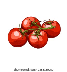 Hand drawn colorful tomatoes on a branch. Vector illustration isolated on white background.