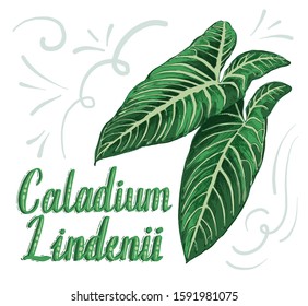 Hand drawn colorful vector decoration house plant. Caladium lindenii.