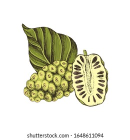 Handgezeichnet bunter Vektorillustration Noni Frucht mit Halbblatt und Blatt.Superfood. Vektorillustration im Retro-Stil.