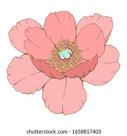 Hand drawn colorful vector of peony flower.  Stock illustration isolated on white background. 