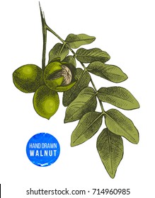 Mão desenhado galho de noz colorido. Ilustração vetorial altamente detalhada