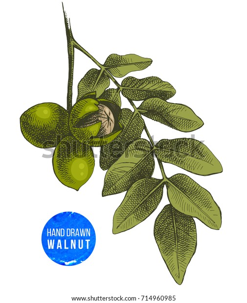 Hand Drawn Colorful Walnut Branch Highly Stock Vector (Royalty Free