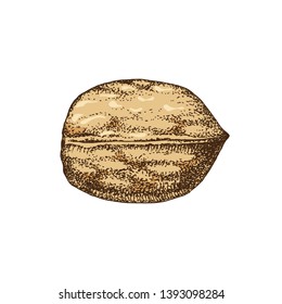 Hand drawn colorful walnut isolated on white background. Vector illustration