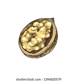 Hand drawn colorful walnut kernel in broken shell isolated on white background. Vector illustration