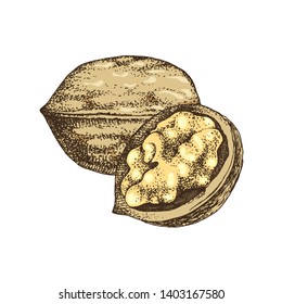 Hand drawn colorful walnut nuts isolated on white background. Vector illustration