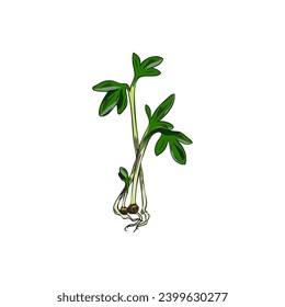 Hand drawn colorful watercress micro-green sketch style, vector illustration isolated on white background. Decorative design element, growing process, natural organic food